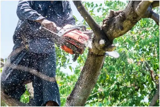 tree services Washington Boro